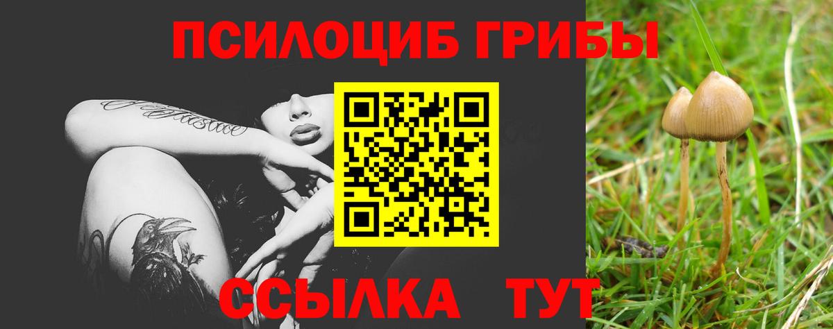 Псилоцибиновые грибы Psilocybe Качканар